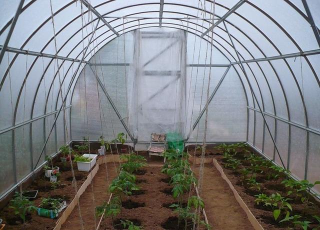 Как сажать помидоры в теплице и повысить урожайность. Статьи компании «ЭКОТЕПЛИЦА»